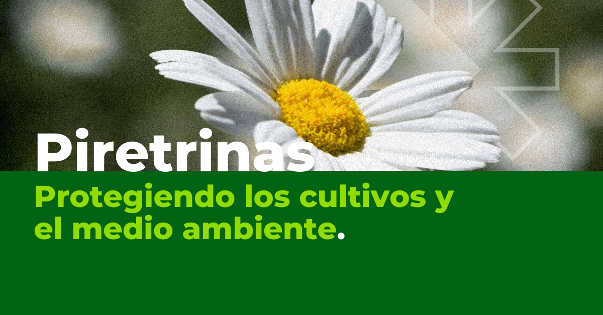 piretrinas-rovensa-next