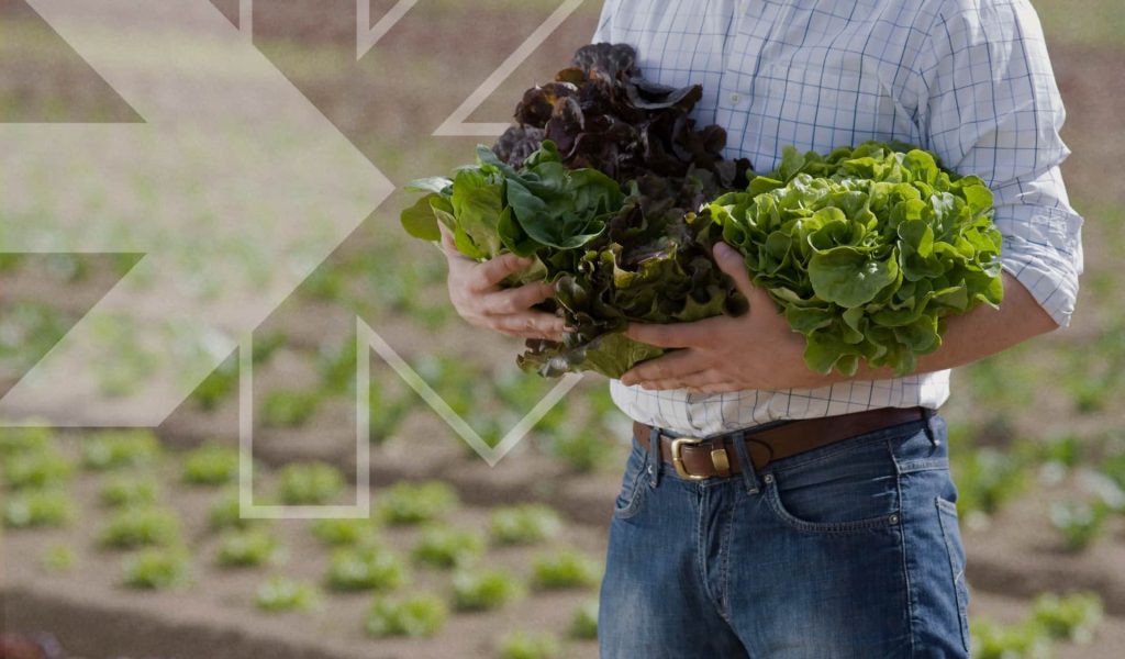 Blog-article-Biofertilizers-rovensa