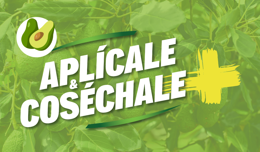 Manejo-nutricional-del-palto-peru